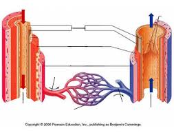 Blood vessels (labeled) coloring page. Blood Vessel Anatomy
