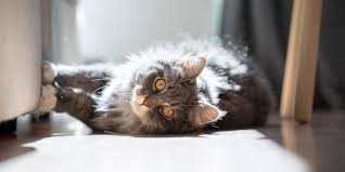 Cat tower wall cat climbing cat tree car scraper board cat scratch floor mat indoor cat wheel kat toy paint scratch. The Best Products To Stop Your Cat From Scratching Your Furniture