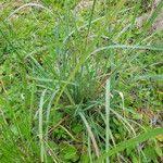 Image result for Eragrostis atrovirens