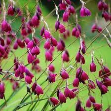 Image result for Dierama