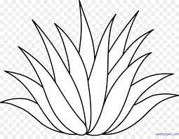 Aloe Vera Leaf Ideal for catalogs of botanicals and medicinal materials. aloe vera leaf