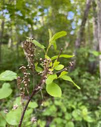 Image result for Rhamnaceae