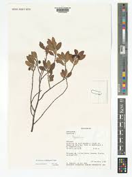 Image result for Pyrostria hystrix