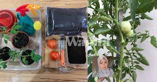 Benih yang digunakan perlu dari sumber yang disahkan dan tidak mempunyai tarikh luput. Guna 3 Cara Tanam Tomato Ceri Tak Perlu Jaga Siram Dah Cukup Mingguan Wanita