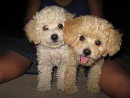 Caniche Toy Toy Poodle Puppies French Poodles