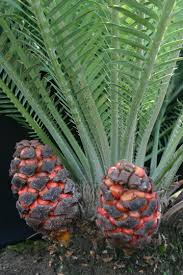 Image result for Encephalartos