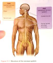 The cns is so named because the brain integrates the received information and. U2 C11 Human A P Structure Of The Nervous System 382 Diagram Quizlet