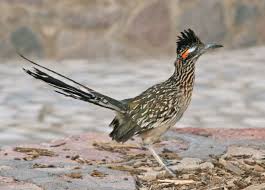 Birds Of Arizona Desert Arizona Roadrunner A Great Photo Of This Bird Description From Pinterest Com I Searched For This On Bing Com Road Runner Cartoon Animals Animals Beautiful