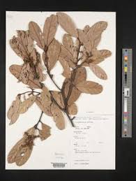 Image result for Cryptocarya liebertiana
