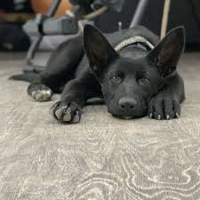 Black Female Gsd Black German Shepard Female German Shepherd Black German Shepherd