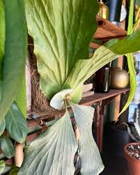 Image result for Platycerium elephantotis