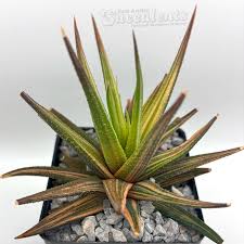 Image result for Agelanthus subulatus