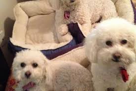 Directory of Pet Sitters & Dog Walkers in Frederick, OK