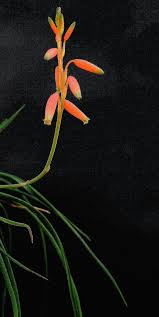 Image result for Aloe rulkensii