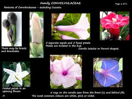 Image result for Convolvulaceae
