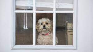 Reasons Why Dogs Have Separation Anxiety And How To Stop It