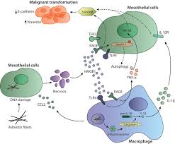 From june 12, 2002 to february 18, 2004, 1056 patients with malignant mesothelioma were enrolled and received&gt;or = 1 dose of treatment at 462 sites in the united states. Frontiers Tumor Immune Microenvironment And Genetic Alterations In Mesothelioma Oncology