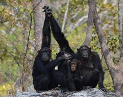 This only took me a matter of. Keeping Monkeys As Pets Is Extraordinarily Cruel A Ban Is Long Overdue