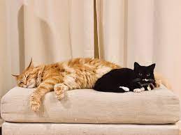 It gives a cat another opportunity to live out their life with a loving family, as opposed to staying in a shelter indefinitely. My Maine Coon And Munchkin Mainecoons