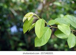 Image result for Hymenocardia