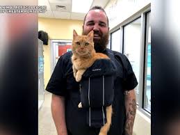 Meet adoptable cats and kittens from your community, lovingly. 15 Year Old Shelter Cat That Loves Being Held Finds Forever Home Abc News