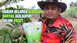 Durian merupakan buah yang dapat tumbuh pada ketinggian di bawah 800 meter di atas permukaan laut dengan ph tanah sekitar 5 hingga 7. Baja Milagro Tanam Durian Belanda Dalam Pasu Je Tapi Facebook