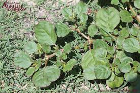 Image result for Trianthema portulacastrum