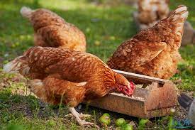 Livre seu animal da bouba, gogo de caroço ou pipoca. Conheca Uma Das Doencas Mais Comuns Em Aves A Bouba Aviaria Cursos Online Uov Com Certificado Educacao A Distancia