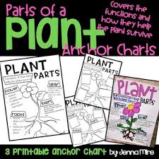 Plant Parts And Functions Anchor Chart By Msmireishere Tpt
