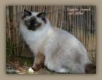 Ragdoll Breed Characteristics and Information | IamCasper