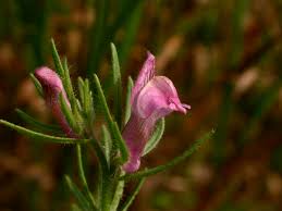 Image result for Misopates