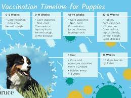 Puppy Shots And Vaccination Schedules