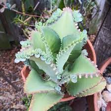 We did not find results for: Kalanchoe Daigremontiana Mexican Hat Plant Mother Of Thousands Succulent 1000 Mother Of Thousands Mexican Hat Plant Succulents
