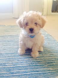 The pomeranian and the toy poodle will be similar in size, assuming you get a dog that conforms to. Mr Oliver He S A Teacup Poodle Shih Zhu Pomeranian Mix He S About 20 Lbs Now At 2 Years Such A Love Sweet S Basic Dog Training Poodle Poodle Puppy