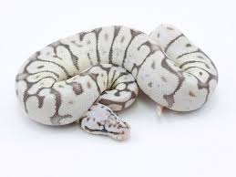 Black Axanthic Ball Python For Sale Pin On Snek