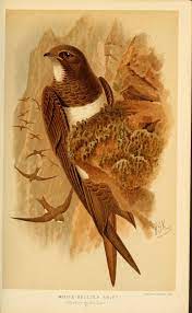 n88 w1150 bird illustration art bird art