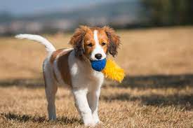 Nederlandse kooikerhondje wurden zur jagd in den sogenannten koois eingesetzt. Kooikerhondje Steckbrief Charakter Pflege Haltung