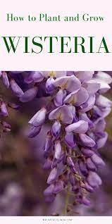Wisteria How To Grow This Deliciously Fragrant And Gorgeous Flowering Vine In 2020 Wisteria Plant Plants Flower Garden Care