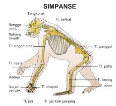 Gerak merupakan salah satu ciri dari makhluk hidup. Macam Macam Alat Gerak Hewan Dan Sistem Gerak Pada Hewan