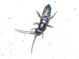 Ein optimaler kompostplatz besteht aus mindestens zwei behältern. Amateur Insektenfotos Von Juergen Peters