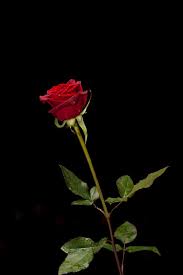 Check spelling or type a new query. 80 000 Best Rose Flower Photos 100 Free Download Pexels Stock Photos