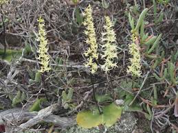 Image result for Holothrix longiflora