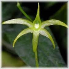 Image result for Angraecum calceolus