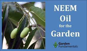 Neem oil also prevents larval development, meaning you won't have to worry about new generations of pests springing up anytime soon after using it. Neem Oil Insecticide And Fungicide For Plants Garden Myths