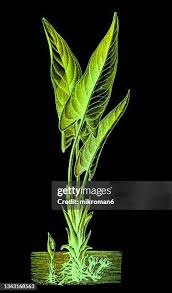 Image result for Stylochaeton