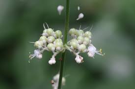 Image result for Pollia condensata