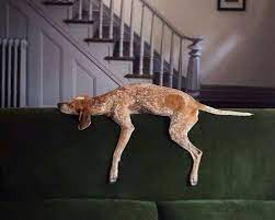 We did not find results for: 110 American English Coonhound Redtick Coomhound Ideas English Coonhound Coonhound Red Tick Coonhound
