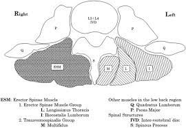 These are different to the intrinsic muscles of the back which are deep, and which are responsible for controlling posture and movement of the spine and head. Morphological Investigation Of Low Back Erector Spinae Muscle Historical Data Populations Sciencedirect