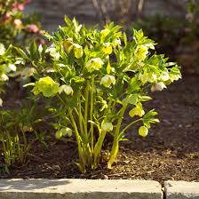Hollandbulbfarms.com has been visited by 10k+ users in the past month Flowering Perennials From Spring To Fall