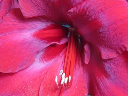 Image result for Hippeastrum sp. cultivars